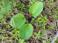Trillium petiolatum