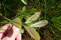 Banksia paludosa