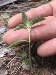 Leucas sexdentata