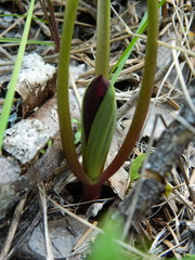 Trillium petiolatum