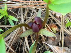 Trillium petiolatum