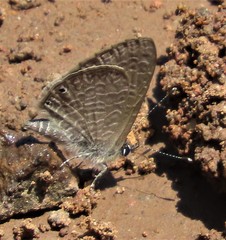 Pseudonacaduba sichela