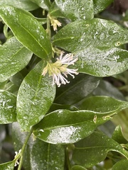 Sarcococca