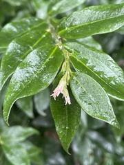 Sarcococca