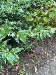 Sarcococca