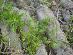 Rorippa cantoniensis