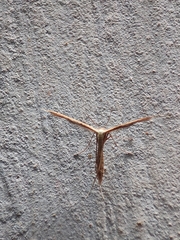 Stenoptilodes taprobanes