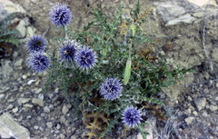 Echinops siculus