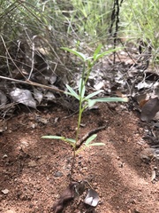 Cleome macrophylla