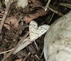 Metasia ophialis