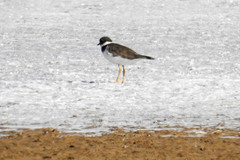 Charadrius hiaticula tundrae