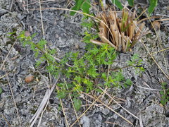 Rorippa cantoniensis