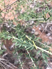 Indigofera nebrowniana