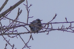 Turdus pilaris
