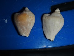 Laevistrombus canarium