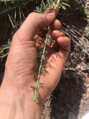 Indigofera nebrowniana