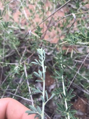 Indigofera nebrowniana