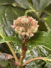 Viburnum davidii