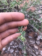 Indigofera nebrowniana