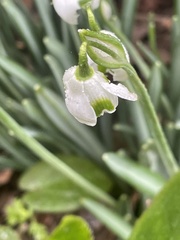 Galanthus × valentinei