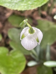 Galanthus × valentinei