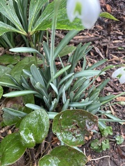 Galanthus × valentinei