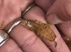 Cristiceps aurantiacus