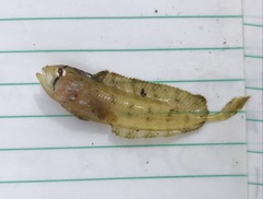 Cristiceps aurantiacus