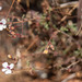 Pelargonium senecioides - Photo (c) Hamish Robertson,  זכויות יוצרים חלקיות (CC BY-NC), הועלה על ידי Hamish Robertson