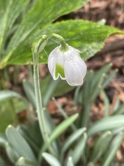 Galanthus × valentinei