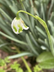 Galanthus × valentinei
