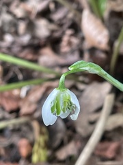 Galanthus × valentinei