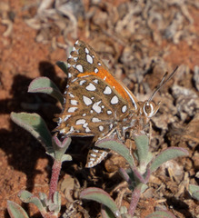 Argyraspodes argyraspis