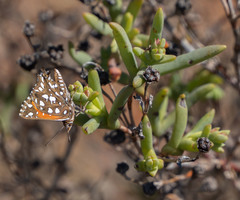 Argyraspodes argyraspis