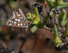 Argyraspodes argyraspis