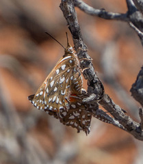 Argyraspodes argyraspis