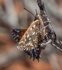 Argyraspodes argyraspis