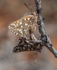 Argyraspodes argyraspis