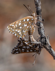 Argyraspodes argyraspis