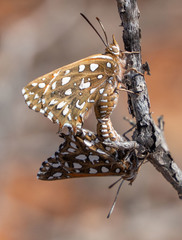 Argyraspodes argyraspis