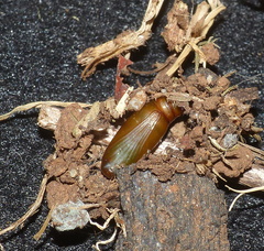 Collix foraminata