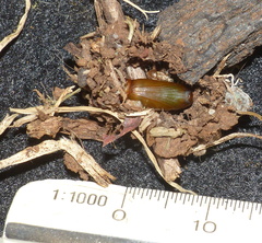 Collix foraminata