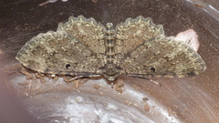 Collix foraminata