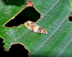 Celypha aurofasciana