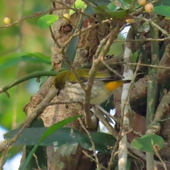 Dicaeum chrysorrheum