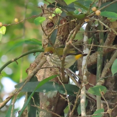 Dicaeum chrysorrheum