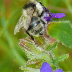 Bombus sylvarum
