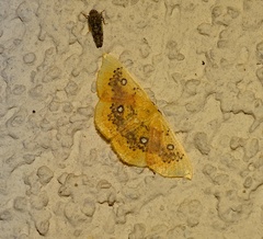 Cyclophora albiocellaria