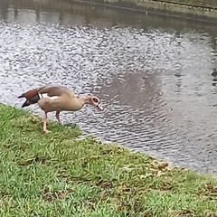 Alopochen aegyptiaca