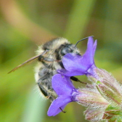 Bombus sylvarum